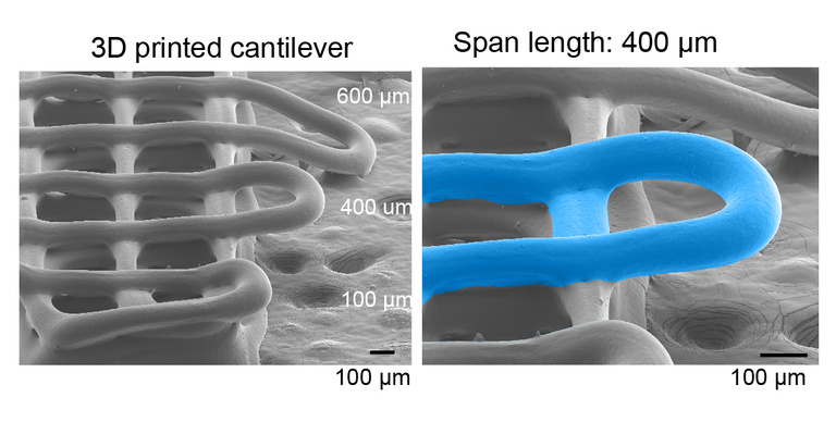 Protein cantilever