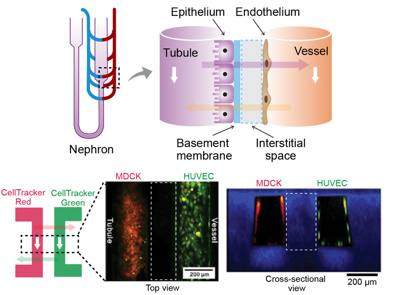 Kidney chip