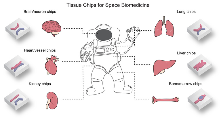 Tissue chips for space