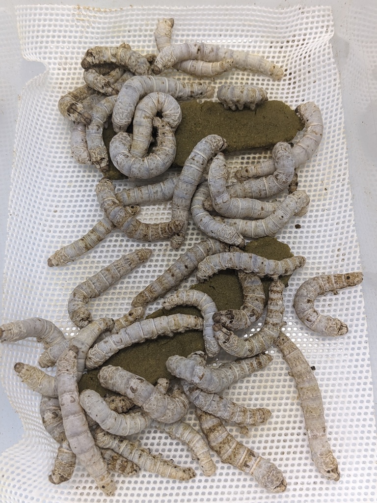 Silkworms