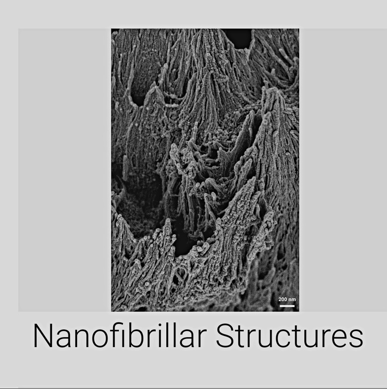 Nanofibrillar Structure