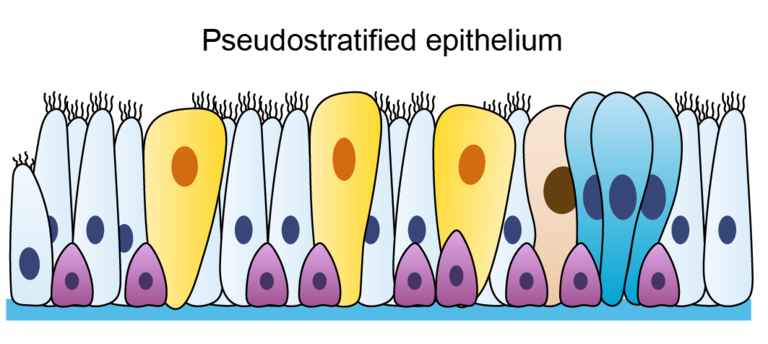 Airway Epithelium