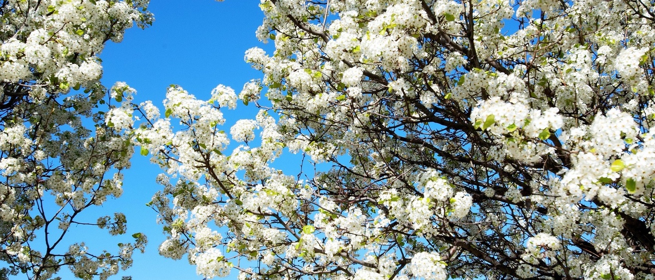 Spring flower