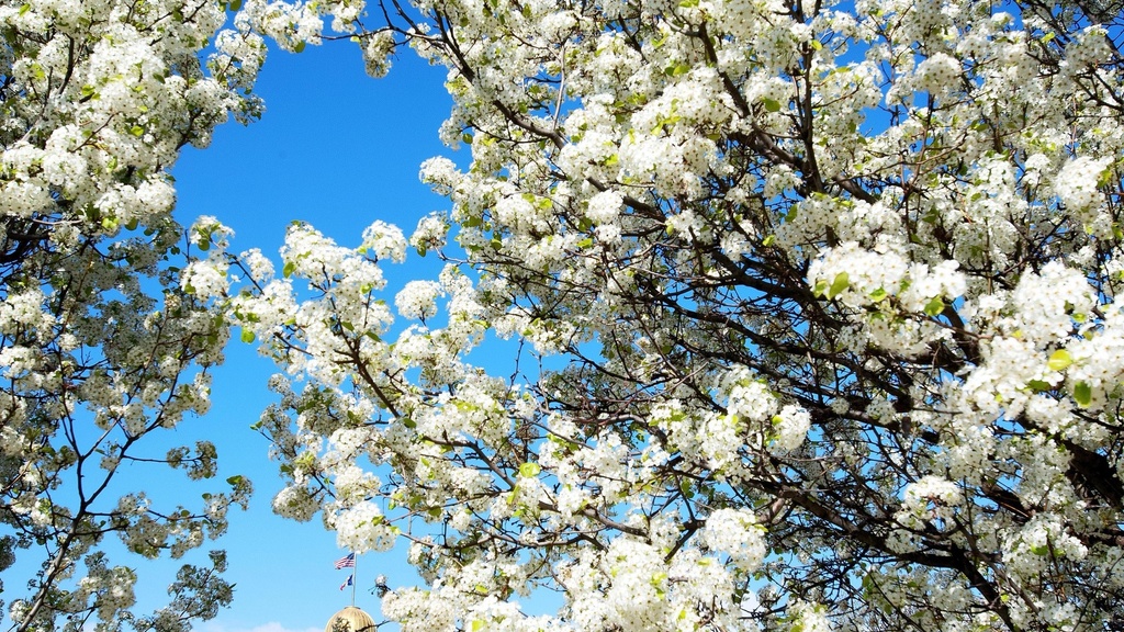 Spring flower