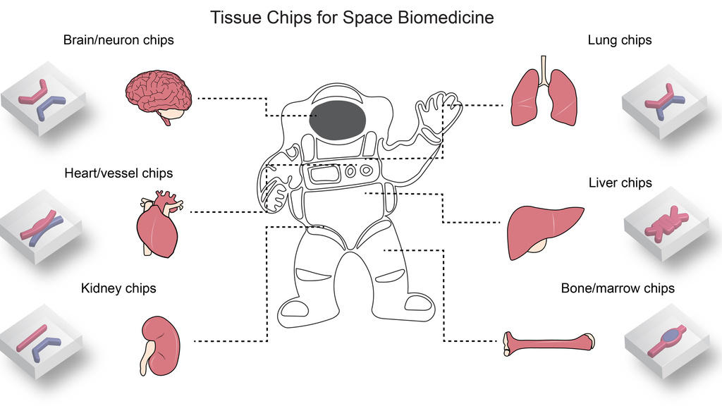 Tissue chips for space
