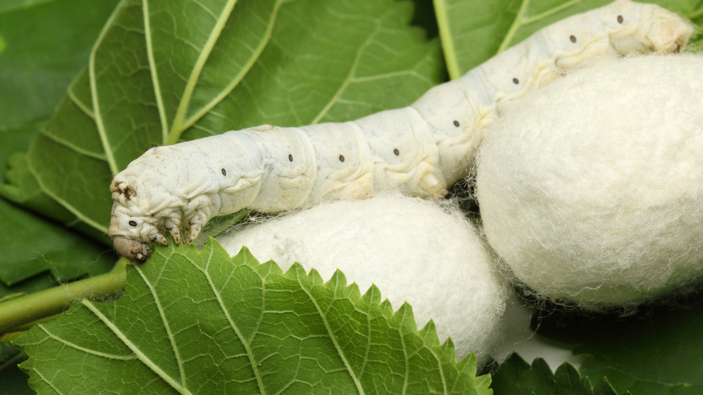 silkworm and cocoons